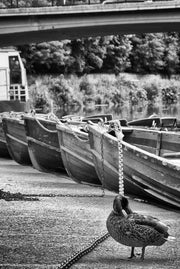 Boating Lake, Durham