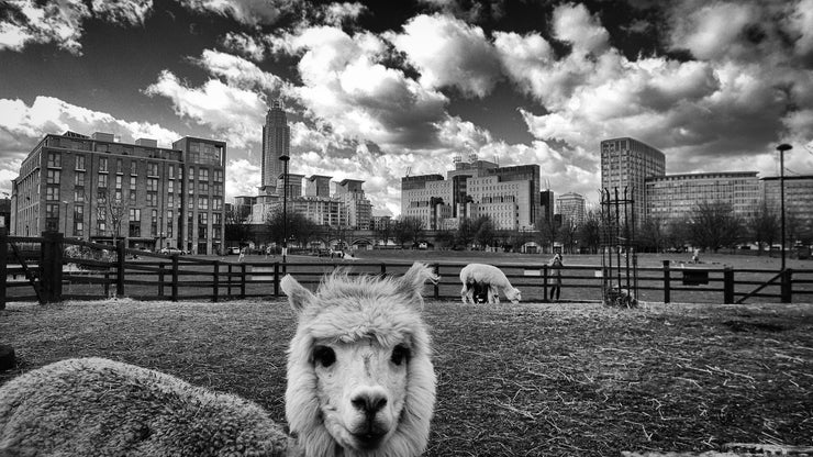 Vauxhall City Farm