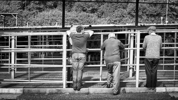 Melton Mowbray Cattle Market