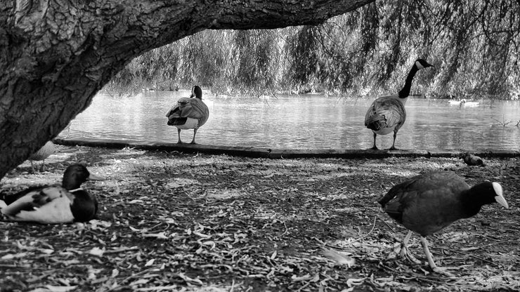 Ducks, St Pauls Cray